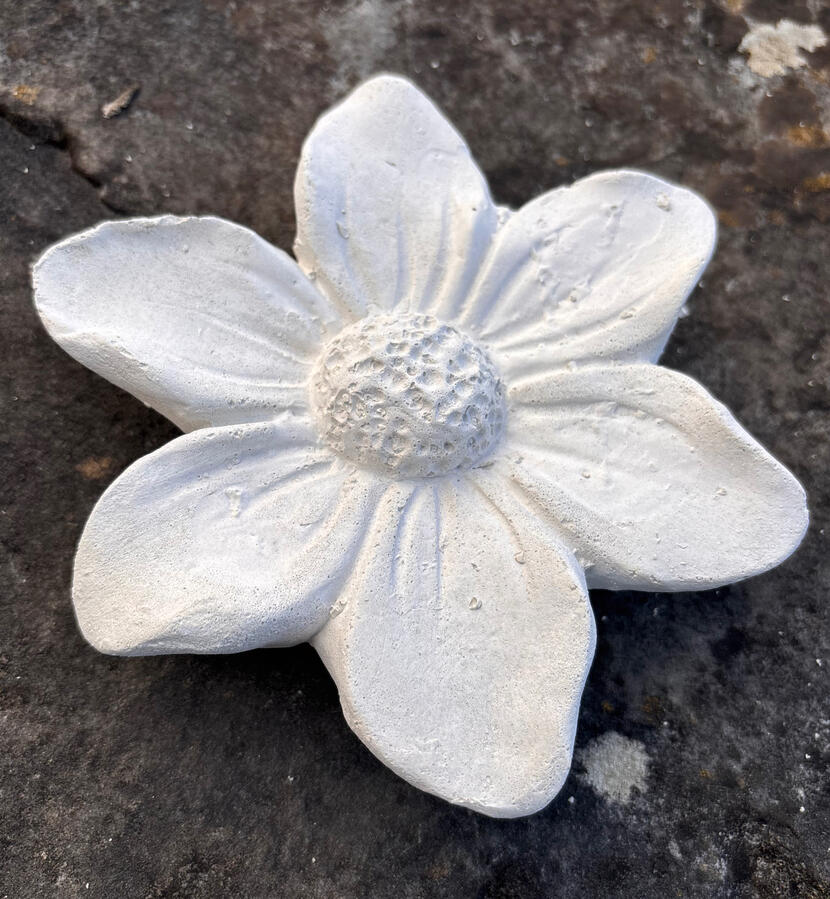 Windröschen Windröschen