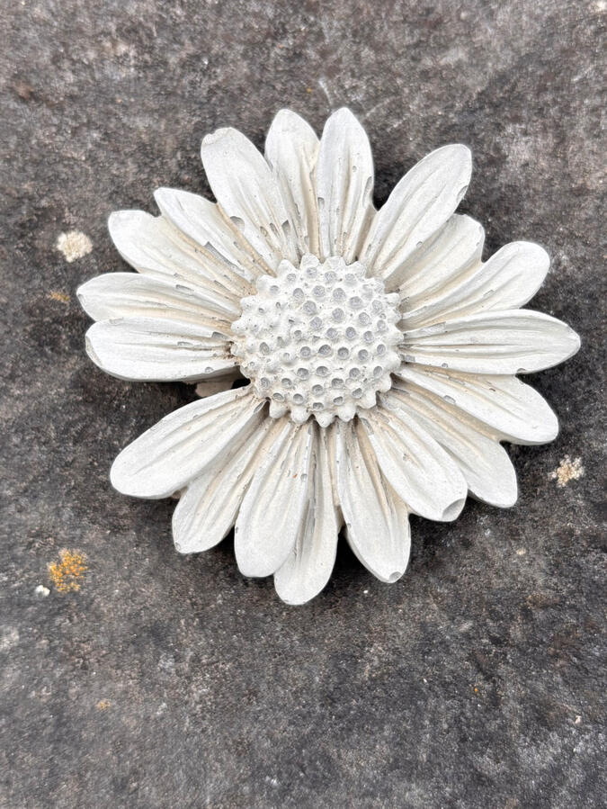 Gänseblümchen Gänseblümchen