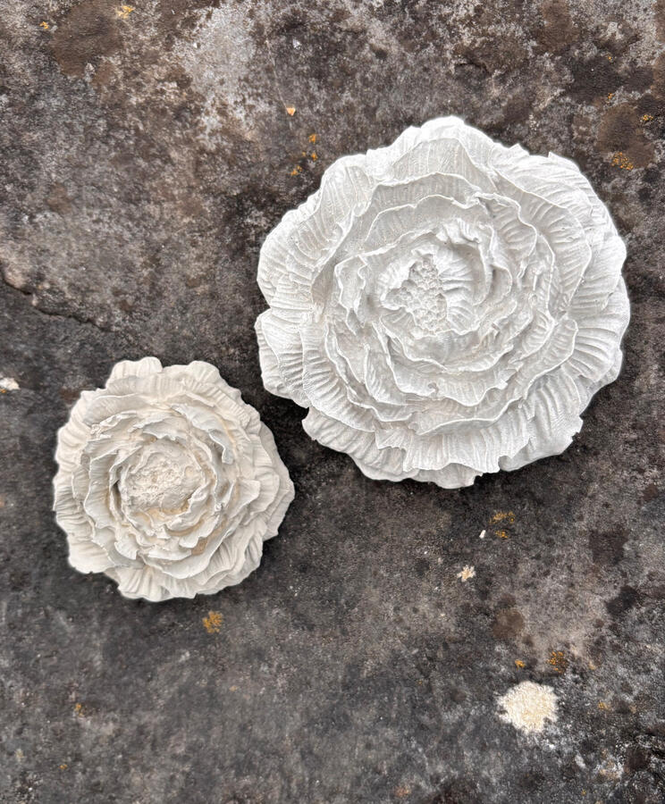 Pfingstrosen Pfingstrosen